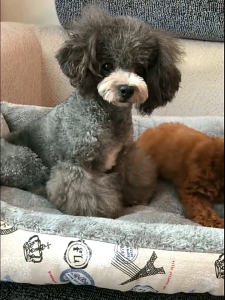 เบาะนุ่ม ขนแกะ เตียงสุนัขสัตว์เลี้ยง สำหรับสัตว์เลี้ยง เบาะนอนที่นอน สุนัข และแมว ที่นอนสัตว์เลี้ยง** ไม่มีหมอนนะคะ**