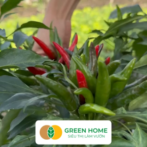 Hạt Giống Ớt Hiểm Lai Greenhome Gói 02gr~40 hạt Dễ Trồng Sai Trái Siêu Cay G14