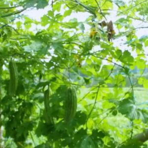 Pupuk Pelebat Buah Pare / Pupuk Penyubur Tanaman Pare / Pupuk Booster Pare Pupuk Pembesar Buah Pare