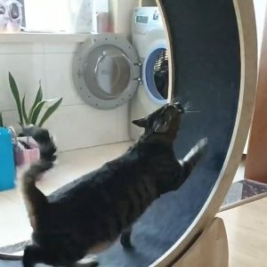 🦴ลู่วิ่งแมว ออกกำลังกาย ขนาดใหญ่ ล้อวิ่งไม้ วงล้อ กรงล้อแมว ที่ออกกำลังกายสัตว์เลี้ยง ลู่วิ่งสำหรับสัตว์เลี้ยง กรงล้อแมว