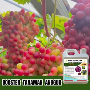 Pupuk Organik Anggur 1 Liter Cepat Berbuah Lebat Besar Dan Manis Booster Cair Jagotani