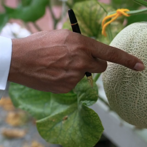 Melon Seeds Green Honey Dew & Cantaloupe | Approx. 20 Seeds