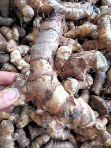 Củ Ngải chống Độc mọc rừng tự nhiên củ già to 500g