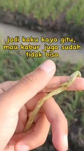 Obat Pembasmi Ulat pada Daun Andamectin 60 EC: Obat Ulat Paling Ampuh