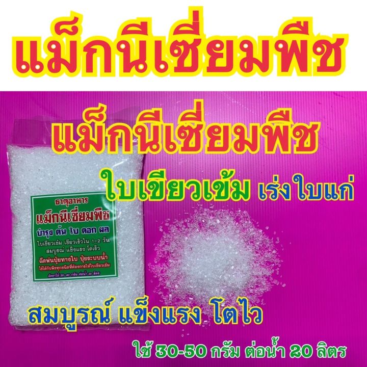 7 อันดับ แมกนีเซียมสำหรับพืช ยี่ห้อไหนดี? ใบเขียวเข้ม โตไว เพิ่มผลผลิต อัปเดตปี 2025