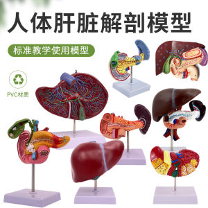 Highly Realistic Liver Model Anatomical Liver Model Liver Gallbladder Pancreas Model with Relief Illnesses Educational Toy