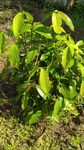 Daun Melinjo Kering / Daun Tangkil Kering Alami 100% Organik