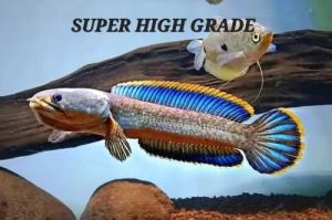 Channa Limbata/Haruan Kedak/Mountain Dwarf Snakehead/Ornamental fish/Freshwater/Readystock