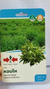 ศรแดง แมงลัก หอมไท จำนวน 1000 เมล็ด/ซอง หมดอายุ 02/05/2570  ลอตใหม่ ปลูกง่าย งอกดี ใบใหญ่ มีกลิ่นหอม ยอดอวบ