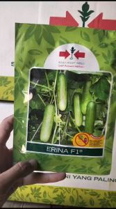 Benih Mentimun ERINA F1 Isi 800 Biji 100% Original TIMUN Original PANAH MERAH