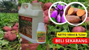 Pupuk Pelebat Buah Ubi Jalar / Pupuk Pembesar Umbi Ubi Jalar /Obat Semprot Ubi Jalar /Pupuk Penyubur