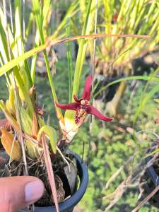 กล้วยไม้แม็กซิลาเรียทีนุย เป็นกล้วยไม้ ที่มีกลิ่นหอมแปลกๆเหมือนขนม