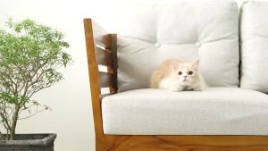 Herbachamp - Kucing Go Away | Pengusir Kucing Alami 250 ml