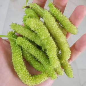 WHITE HIMALAYAN MULBERRY LIVE PLANT 3ft 100% Buhay na at ready to transplant pwede sa pot/containers itanim