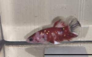 Red koi gold galaxy junior