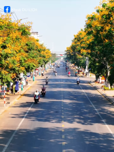 Hạt Giống Hoa Muồng Kim Phượng (Phượng Vàng ) - 10 hạt