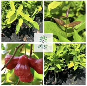 ต้นชมพู่ทับทิมจันทร์ ❤️ หวานกรอบอร่อยได้ที่บ้าน ออกผลไวมาก 7-8 เดือน เริ่มออกผล ต้นแข็งแรง สูง 50-70 ซม. ปลูกง่ายโตไว ได้ทานผลจริง ระหว่างขนส่งสินค้าเสียหาย เครมฟรีค่ะ มีบริการหลังการขาย