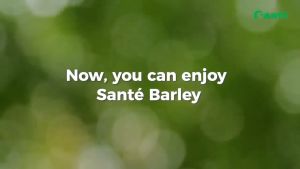 Barley canister with stevia 200G