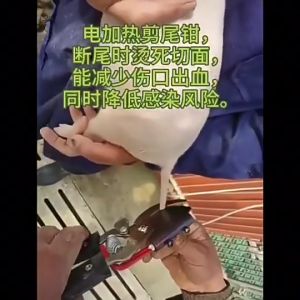 กรรไกรตัดหางหมู ที่ตัดหางหมู กรรไกรใช้กับไฟฟ้า กรรไกรตัดหางหมูไฟฟ้า 220V อุปกรณ์ฟาร์มหมู