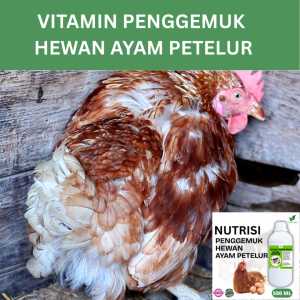 Vitamin Penggemuk Ayam Petelur Alami 500ml Nafsu Makan Naik Bobot Cepat Bertambah hasil maksimal