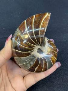 เปลือกหอยงวงช้าง (Nautilus shell) ที่ขัดเงาในภาพ เป็นเปลือกหอยของสัตว์ทะเลกลุ่มเซฟาโลพอด