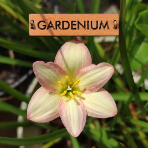 Umbi Bunga Rain Lily Little Girl - Rainlily Zephyranthes Hybrid