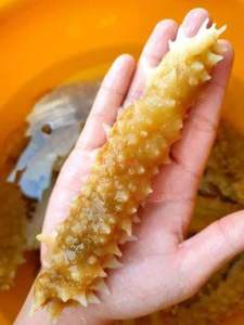 Natural Wild Sea Cucumber | Harvested from Deep Sea | No Preservatives Premium Quality