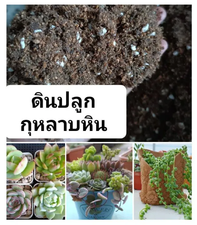 ดินปลูกกุหลาบหินผสมมูลไส้เดือน เนื้อฟูนุ่ม