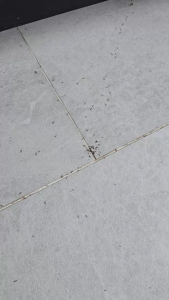 เจลดับมด ยาดับมด ดับมดเพียงหยดเดียว → ดับมดทั้งรัง