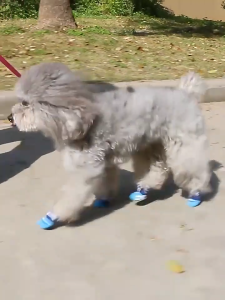 TEA7146 ถุงเท้าไม่มีกระดูก พื้นรองเท้ากันลื่น หลายสไตล์ ระบายอากาศได้ดี สากลสำหรับแมวและสุนัข ไม่หลุดง่าย ถุงเท้าสัตว์เลี้ยง ถุงเท้าผ้าฝ้าย ถุงเท้าสุนัข อุปกรณ์สัตว์เลี้ยง