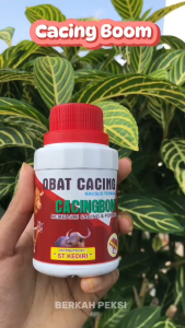 CACINGBOOM OBAT CACING CAIR SAPI KAMBING KERBAU BASMI CACING GILIG CACING PITA CACING HATI CACING PARU