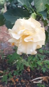 เมล็ดลำโพงกาสลัก สีเหลือง 40 เมล็ด ลำโพงเหลือง ลำโพงดอกซ้อน มะเขือบ้า