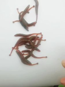30 Mồi Câu Mềm Bằng Silicon Mồi Giả Hình Cá Hồi Mồi Bơi Cho Câu Cá Biển Sông Hồ Bãi Biển