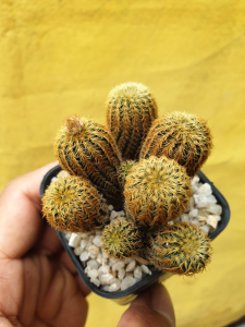 ต้นกระบองเพชร แคสตัส เฟเรียทอง Frailea densispina  เพาะเมล็ด นำเข้าจากญี่ปุ่น #cactus #Frailea