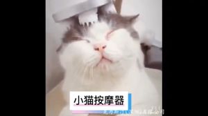 เครื่องนวดแมวออโต้ - เครื่องนวดหัวแมว นวดแมว เครื่องนวดหัวแมว ของเล่นสุนัข