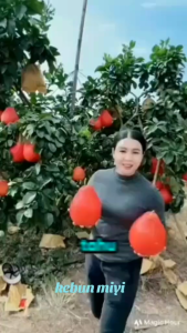 Bibit Jeruk Red Pamelo Siap Berbuah