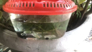 Ikan Laga/Sekilau Kampung