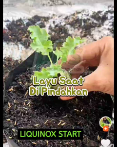 PUPUK VITAMIN B1 LIQUINOX START - HORMON AKAR TANAMAN
