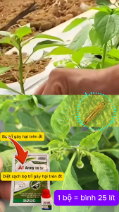 Bộ đôi sản phẩm quản lý BỌ TRĨ  gây hại trên Ớt