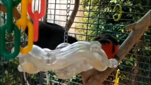 Creative Foraging Systems Tilt a wheel – Hanging