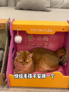 Creative Felt Cat House with Scratching Board Wear-resistant Cat Nest Four Seasons General Summer Cat Toys