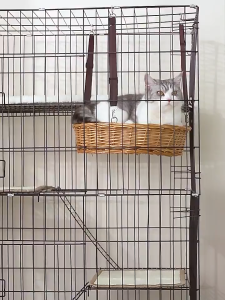 Foldable Cat Crate 4 Layer Rolling Cage With Poop Tray Easy to install kulungan ng pusa