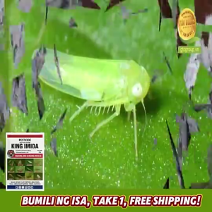 [COMBO SALE] King Imida 100g - Natural Shield For Farm Sucking Garden Pests Balance Thrips Fleas Regulation Technology