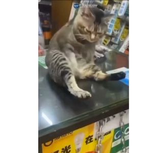 Ketovar anti jamur kucing anjing perawatan bulu anti fungal krim salep cream 10gr