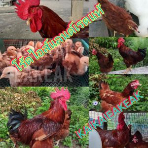 ไข่เชื้อโร้ดแดงแท้ไข่ลุ้น​เชื้อ​ไก่ไข่โร้ดแดงแท้ ไก่โร้ดแดง ไก่​ไข่เชื้อแรง​ Rhode Island Red