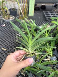 Vanda Berwangi (Berbunga & Anak Pokok)