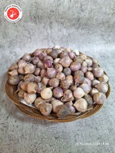bawang putih tunggal 500gram
