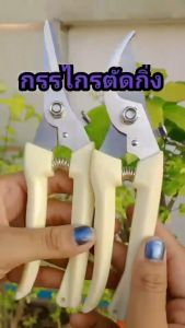 Lกรรไกรตัดกิ่งไม้ กรรไกรตัดแต่งกิ่งไม้ กรรไกรทำสวน กรรไกรแต่งกิ่งปากโค้ง กรรไกรตัดกิ่ง แบบสเตนเลส