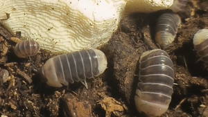 [IJUZWANISO] Venezillo sp castle black(Isopod for Terrarium and pets)