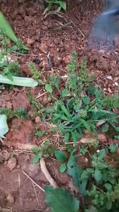 Alat Pencabut Rumput Liar Gulma Akar Tanaman Liar Di Kebun Taman Stainless Pegangan Karet Mempermudah Berkebun